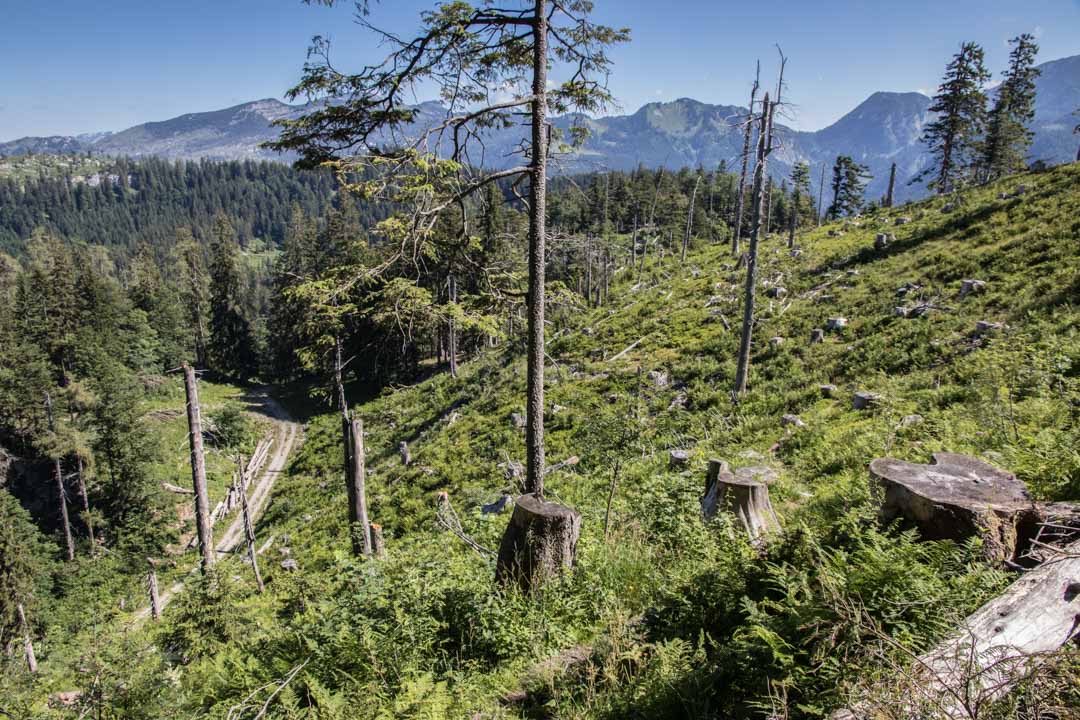 Wanderung auf den Sandling 1717m