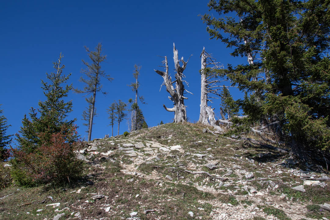 Thorhöhe - Wieslerhorn